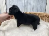 ボーダーコリー【愛知県・女の子・2023年11月19日・ブラック&ホワイト】の写真4