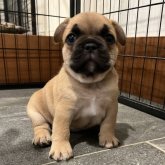 フレンチブルドッグ