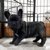 フレンチブルドッグ【愛媛県・女の子・2025年8月31日・ブリンドル】の写真3