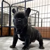 フレンチブルドッグ【愛媛県・女の子・2025年8月31日・ブリンドル】の写真4
