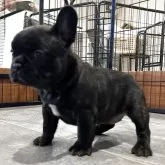 フレンチブルドッグ【愛媛県・女の子・2025年8月31日・ブリンドル】の写真5