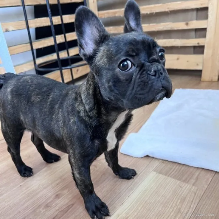 ID：2304-00428の子犬