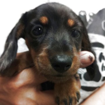 カニンヘンダックスフンド(ワイアー)【兵庫県・女の子・2025年9月21日・シルバーダップル】の写真「小さくプリティーなお嬢様❤️」