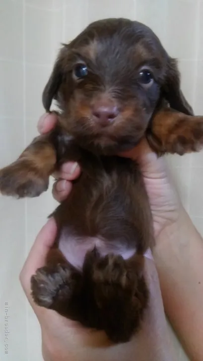 ID:1902-02272の子犬