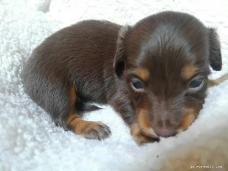ID:2102-02213の子犬
