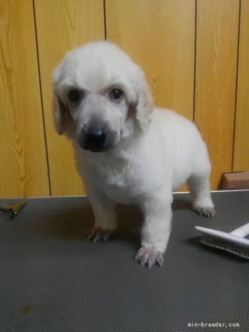 ID:2106-02261の子犬