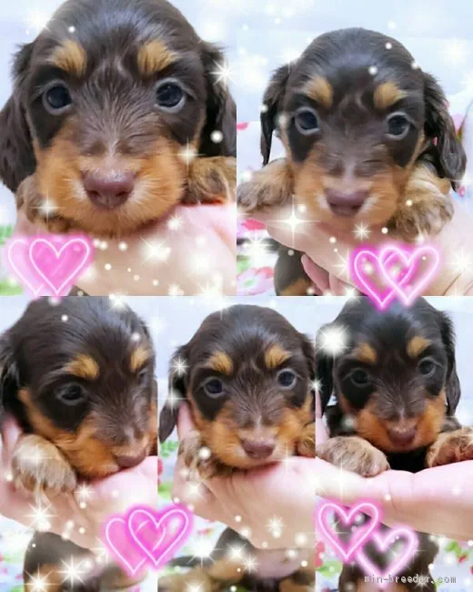 あいびぃ 様のお迎えした子犬