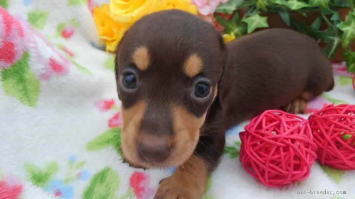 ID:1909-01393の子犬
