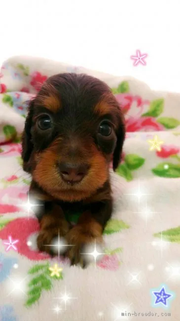 ID：1908-00474の子犬