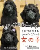 スタンダードプードル【兵庫県・女の子・2024年6月17日・グレー】の写真2「ママくらいには退色して綺麗なシルバーになると思います！」