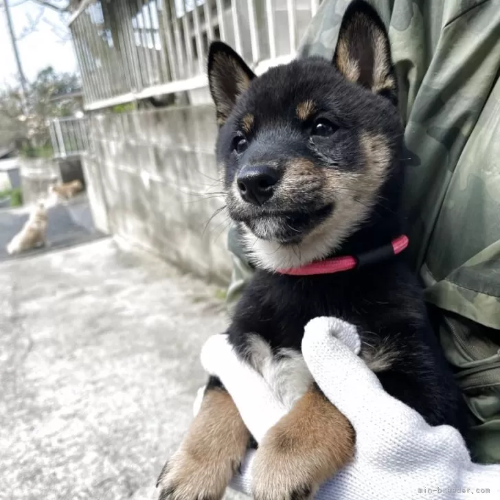 ID:2504-00303の子犬