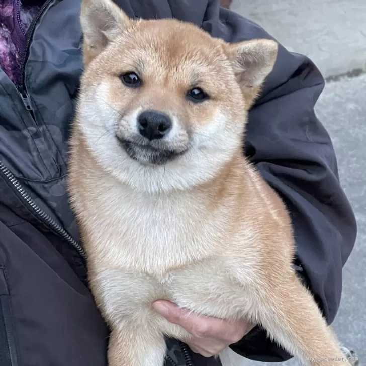 ID：2504-00336の子犬