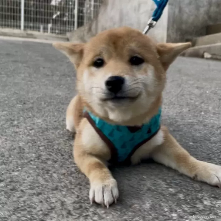 ID:2501-04042の子犬