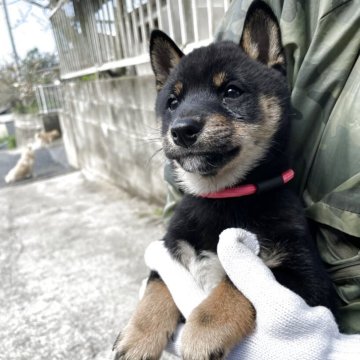 柴犬(豆柴)【福岡県・男の子・2025年1月25日・黒色】の写真「元気で人懐っこく凄く可愛い子です🥰✨」