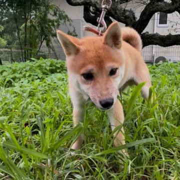 柴犬(豆柴)【福岡県・男の子・2025年3月28日・赤色】の写真「人懐っこくて、凄く可愛い子です🥰✨」