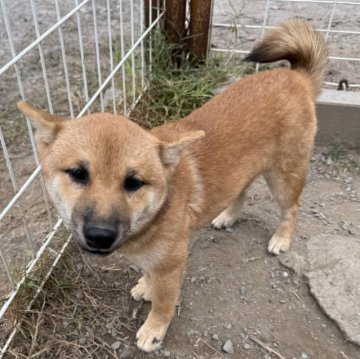 柴犬(豆柴)【福岡県・女の子・2025年6月18日・赤色】の写真「人懐っこくて凄く可愛い子です🥰✨」