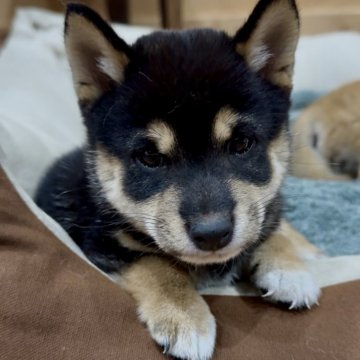 柴犬(豆柴)【福岡県・男の子・2025年9月5日・赤色】の写真「小さくて、コロコロしていて凄く可愛い子です🥰✨」