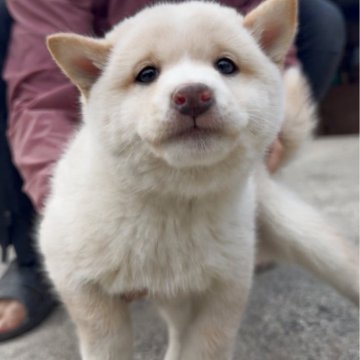 柴犬(豆柴)【福岡県・男の子・2025年9月20日・白色】の写真「コロコロして、凄く可愛い子です🥰✨」