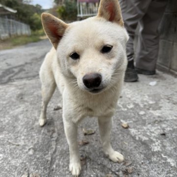 柴犬(豆柴)【福岡県・男の子・2024年9月24日・白色】の写真「人懐っこくて、凄く可愛い子です🥰✨」
