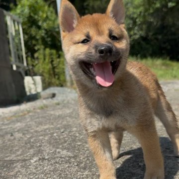 豆柴【福岡県・女の子・2025年6月18日・赤色】の写真「人懐っこく、コロコロして凄く可愛い子です🥰✨」