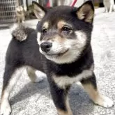 豆柴