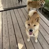 豆柴