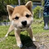豆柴