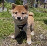 豆柴