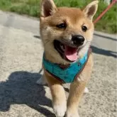 豆柴