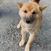 柴犬(豆柴)