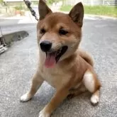 豆柴