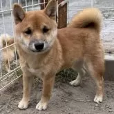 豆柴【福岡県・男の子・2025年6月18日・赤色】の写真1「体重4kgくらいの可愛い男の子！凄く元気で人慣れもしています！」