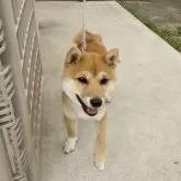豆柴