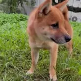 豆柴【福岡県・男の子・2025年3月1日・赤色】の写真2