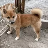 豆柴【福岡県・男の子・2025年6月18日・赤色】の写真2