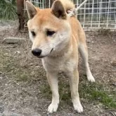 豆柴【福岡県・男の子・2025年3月28日・赤色】の写真3