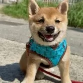 豆柴【福岡県・女の子・2025年6月10日・赤色】の写真3