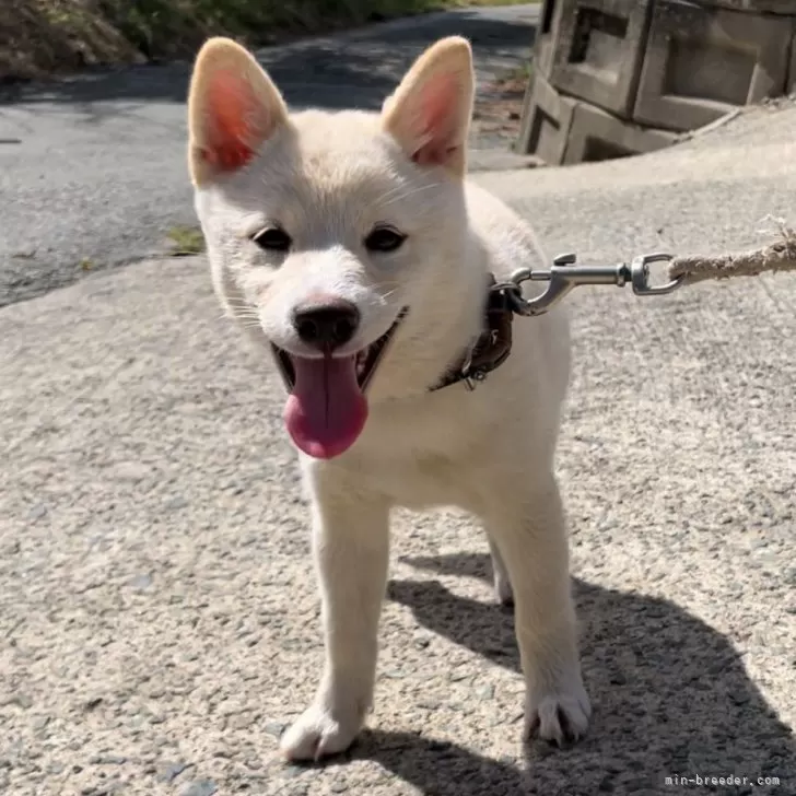 ID:2408-08625の子犬