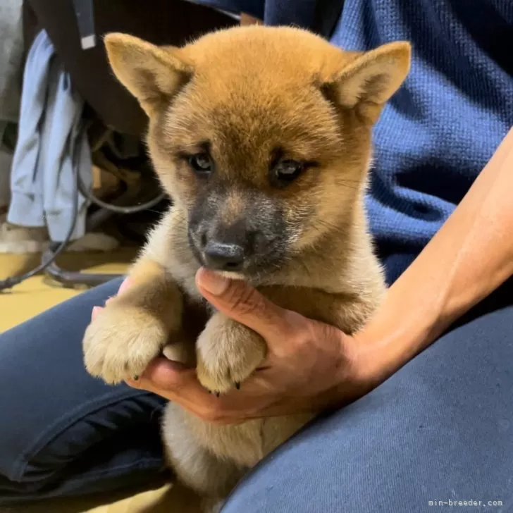 なぴ 様のお迎えした子犬