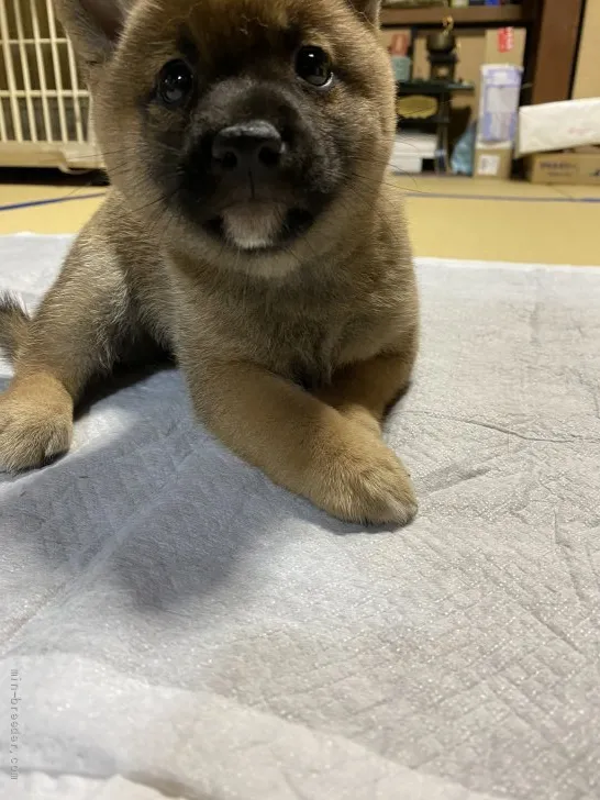 ID：2110-00740の子犬