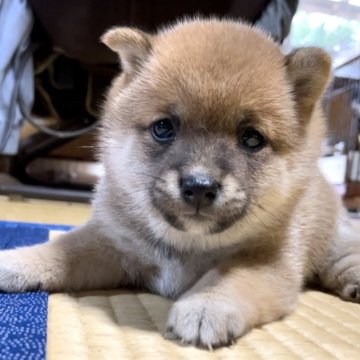 柴犬(豆柴)【福岡県・女の子・2024年5月27日・茶色】の写真「凄く可愛い女の子です🥰💕」