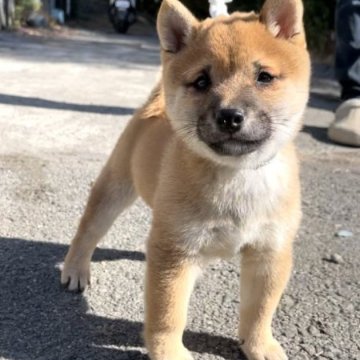 柴犬(豆柴)【福岡県・男の子・2023年10月9日・赤色】の写真「コロコロして凄く可愛い男の子です🥰」