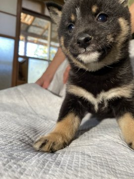 柴犬(豆柴)【福岡県・女の子・2021年9月14日・たぬき顔の黒豆柴】の写真「たぬき顔でコロコロしてます。」