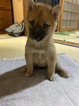 柴犬(豆柴)【福岡県・女の子・2021年8月20日・赤色】の写真「豆柴の標準サイズより小さいです。」