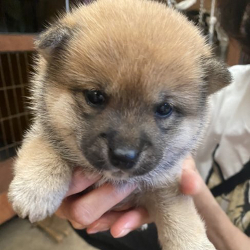 柴犬(豆柴)【福岡県・女の子・2022年4月27日・赤色】の写真「コロコロして可愛いです💕」