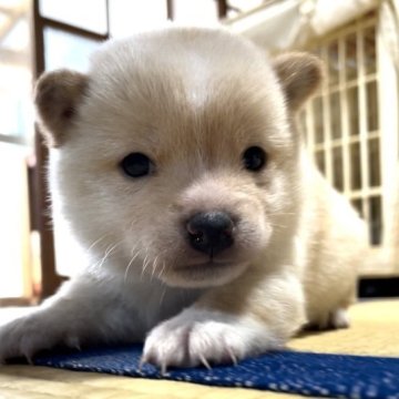 柴犬(豆柴)【福岡県・男の子・2023年1月14日・白色】の写真「コロコロして可愛いです💕」