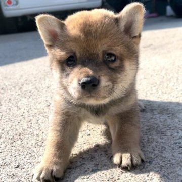 柴犬(豆柴)【福岡県・女の子・2023年4月2日・赤色】の写真「コロコロして可愛いです💕」