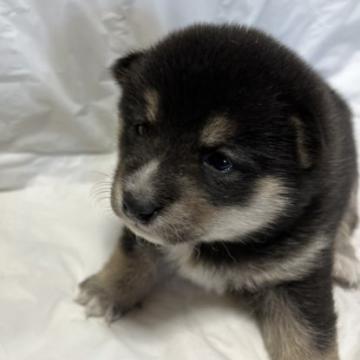 柴犬(豆柴)【福岡県・女の子・2022年10月7日・黒色】の写真「コロコロして可愛いです💕」