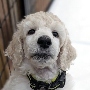 スタンダードプードル【静岡県・女の子・2025年4月16日・ホワイト】の写真「両親チャンピオン犬！とても賢い女の子です💛」