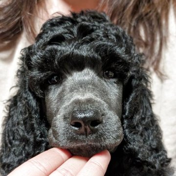 スタンダードプードル【静岡県・男の子・2025年4月16日・グレー】の写真「両親チャンピオン犬！骨太でリーダー格の男の子💚」
